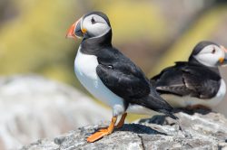 atlantic-puffin-fratercula-arctica-17