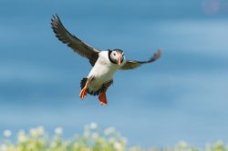 atlantic-puffin-fratercula-arctica-18