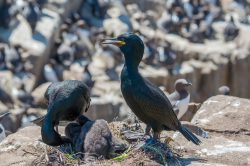 european-shag-phalacrocorax-aristotelis-2