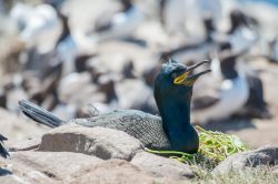 european-shag-phalacrocorax-aristotelis-3