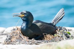 european-shag-phalacrocorax-aristotelis-4