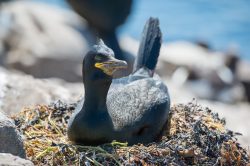 european-shag-phalacrocorax-aristotelis-5