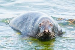 grey-seal-halichoerus-grypus-2