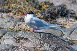 arctic-tern-sterna-paradiseae