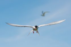 arctic-tern-sterna-paradiseae-2