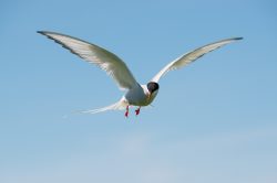 arctic-tern-sterna-paradiseae-3