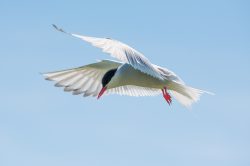 arctic-tern-sterna-paradiseae-4