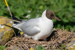 black-headed-gull-chroicocephalus-ridibundus-2