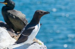 razorbill-alca-torda-2