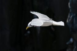 black-legged-kittiwake-rissa-tridactyla-6