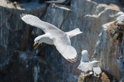 black-legged-kittiwake-rissa-tridactyla-7