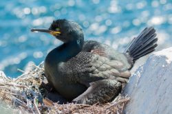 european-shag-phalacrocorax-aristotelis-6