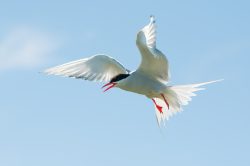 arctic-tern-sterna-paradiseae-5