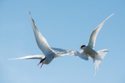 arctic-tern-sterna-paradiseae-6