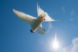 arctic-tern-sterna-paradiseae-7