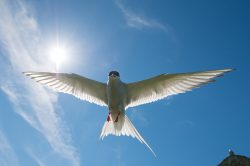 arctic-tern-sterna-paradiseae-8