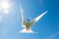 arctic-tern-sterna-paradiseae-9