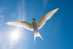 arctic-tern-sterna-paradiseae-10