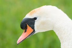 mute-swan-cygnus-olor
