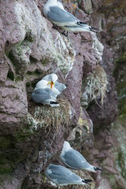 northern-fulmar-fulmarus-glacialis