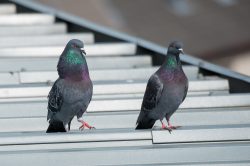 rock-dove-columbia-livia-2