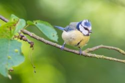 blue-tit-cyanistes-caeruleus-3