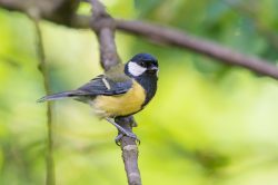 great-tit-parus-major-3