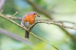 european-robin-erithacus-rubecula