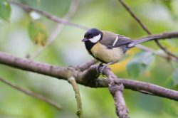 great-tit-parus-major-4