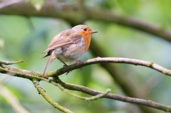 european-robin-erithacus-rubecula-2