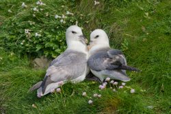 northern-fulmar-fulmarus-glacialis-2