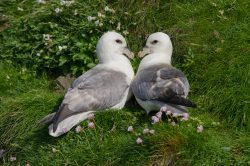 northern-fulmar-fulmarus-glacialis-3
