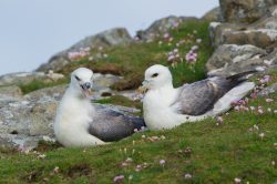 northern-fulmar-fulmarus-glacialis-4