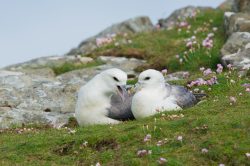northern-fulmar-fulmarus-glacialis-5