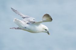northern-fulmar-fulmarus-glacialis-6