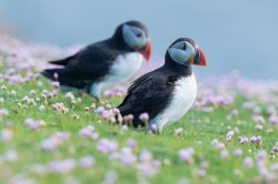 atlantic-puffin-fratercula-arctica-20