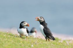 atlantic-puffin-fratercula-arctica-22