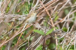 willow-warbler-phylloscopus-trochilus