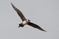 arctic-skua-stercorarius-parasiticus