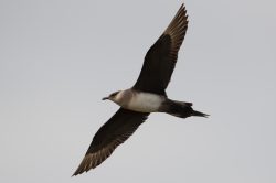 arctic-skua-stercorarius-parasiticus-2