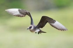 arctic-skua-stercorarius-parasiticus-3
