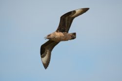great-skua-catharacta-skua