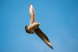 great-skua-catharacta-skua-2