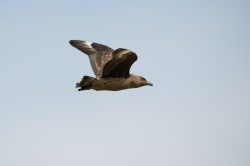great-skua-catharacta-skua-4