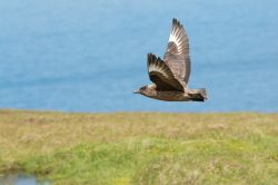 great-skua-catharacta-skua-5