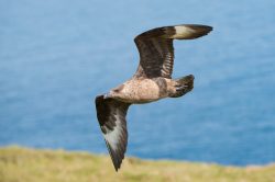 great-skua-catharacta-skua-6