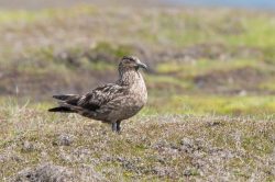 great-skua-catharacta-skua-7