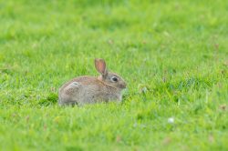 european-rabbit-oryctolagus-cuniculus-2
