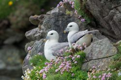 northern-fulmar-fulmarus-glacialis-7