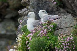 northern-fulmar-fulmarus-glacialis-8